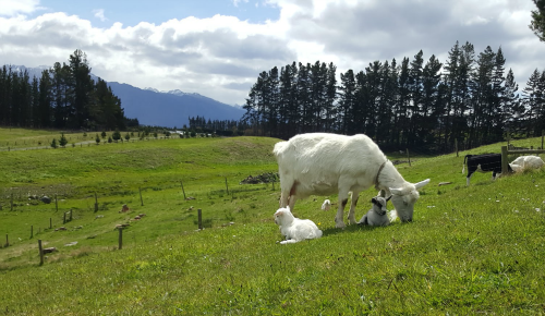 Goat Milk Soap | Grass Fed Goats