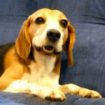 Goat Milk Soap NZ fan, Jimmy The Beagle