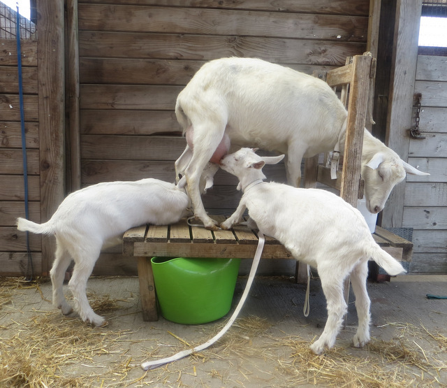 Making goat milk soap starts with milking goats. The mother shares some of the kid's milk with us.