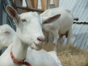 Reviews of Goat Milk Soap NZ