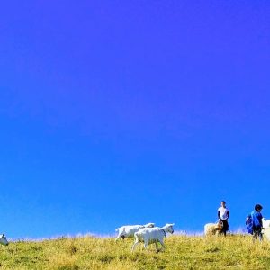 Goat Milk Soap NZ