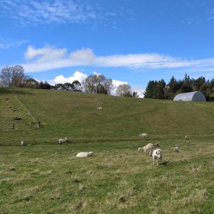 Goats Resting episode 18 October 2020