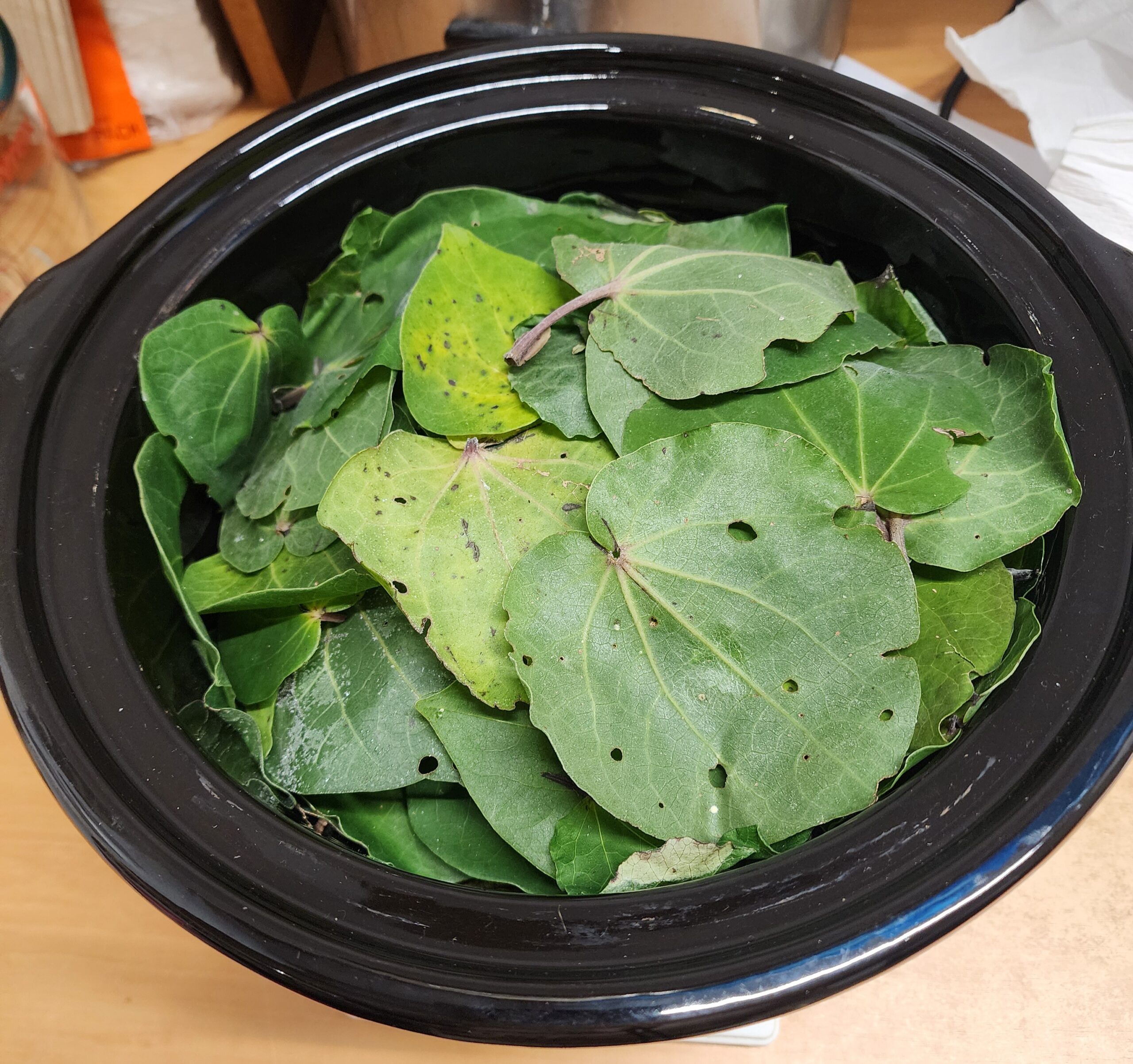 Fresh Kawakawa Leaves | Kawakawa Skincare Sticks - boiled for 30 hours.