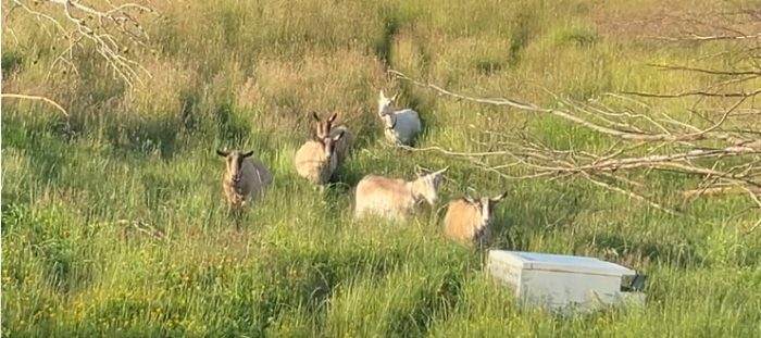 Wandering Goats Weave Home Among Wild Seedheads