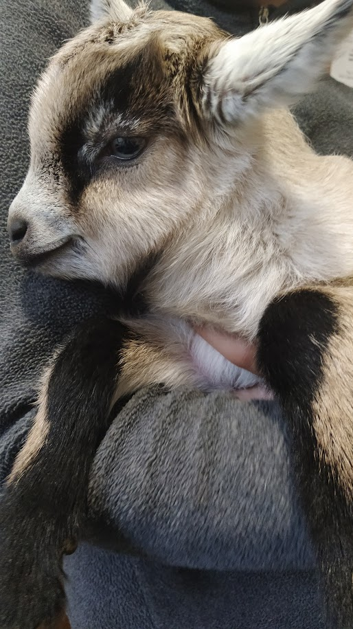 Goat Milk Soap NZ Goat Triplet August 21 2020