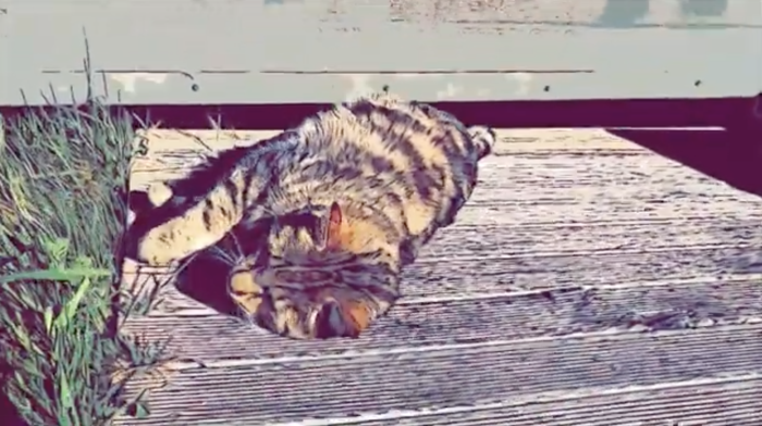 Sunset Feline. GoatMIlkSoapNZ Cats