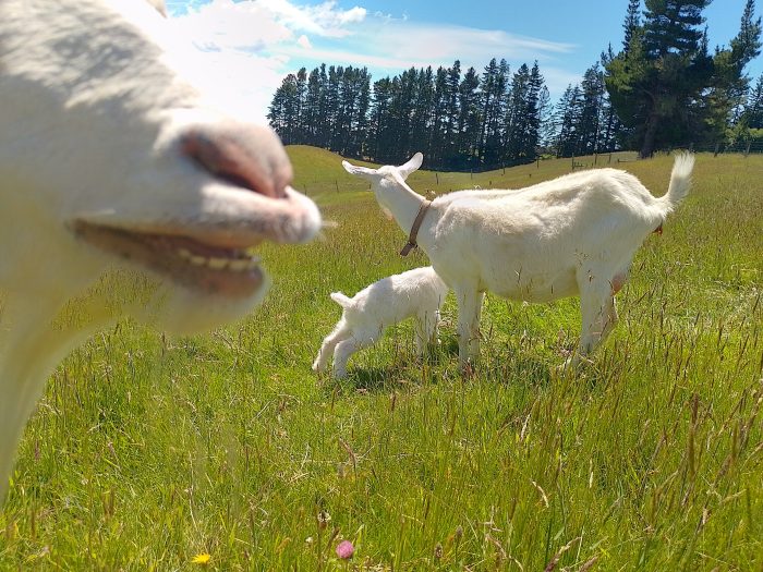 GoatMilkSoapNZ Paddock Prattle-Goat adds her comment about the newborn kid on the paddock.