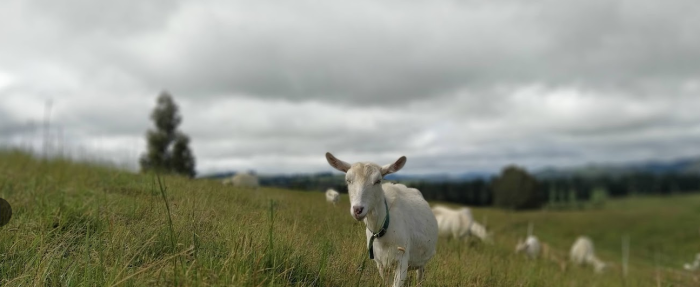 Goat Approach - nonchalantly walking up to me.